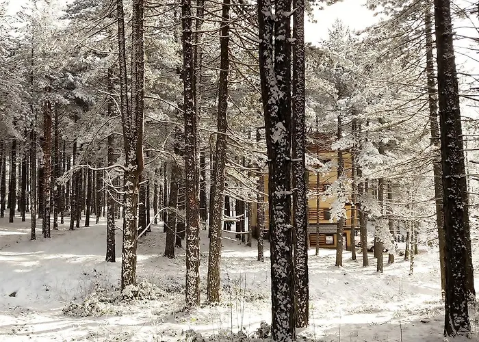 Zlatibor Wood